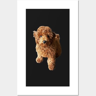 Poodle Puppy Dog- Cutest curls Posters and Art